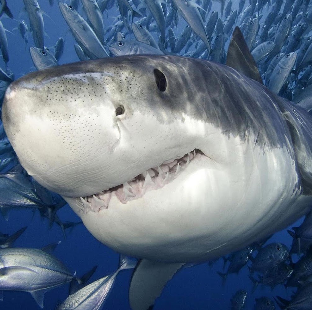 Shark Trivia